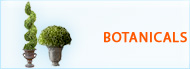 Shop Botanicals for Your Home Decor