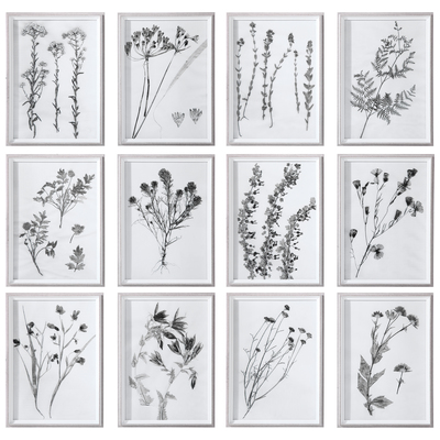 Uttermost Wall Art, BlackebonyWhitesnow, Floral,flower,flowers,bloom,blooming,orchid,rose,tulip,succulent,leaf,leaves, Prints,Print,printed,acrylic picture, PLASTIC,GLASS,KT BOARD, Art, Botanical Prints, 792977337134, 33713