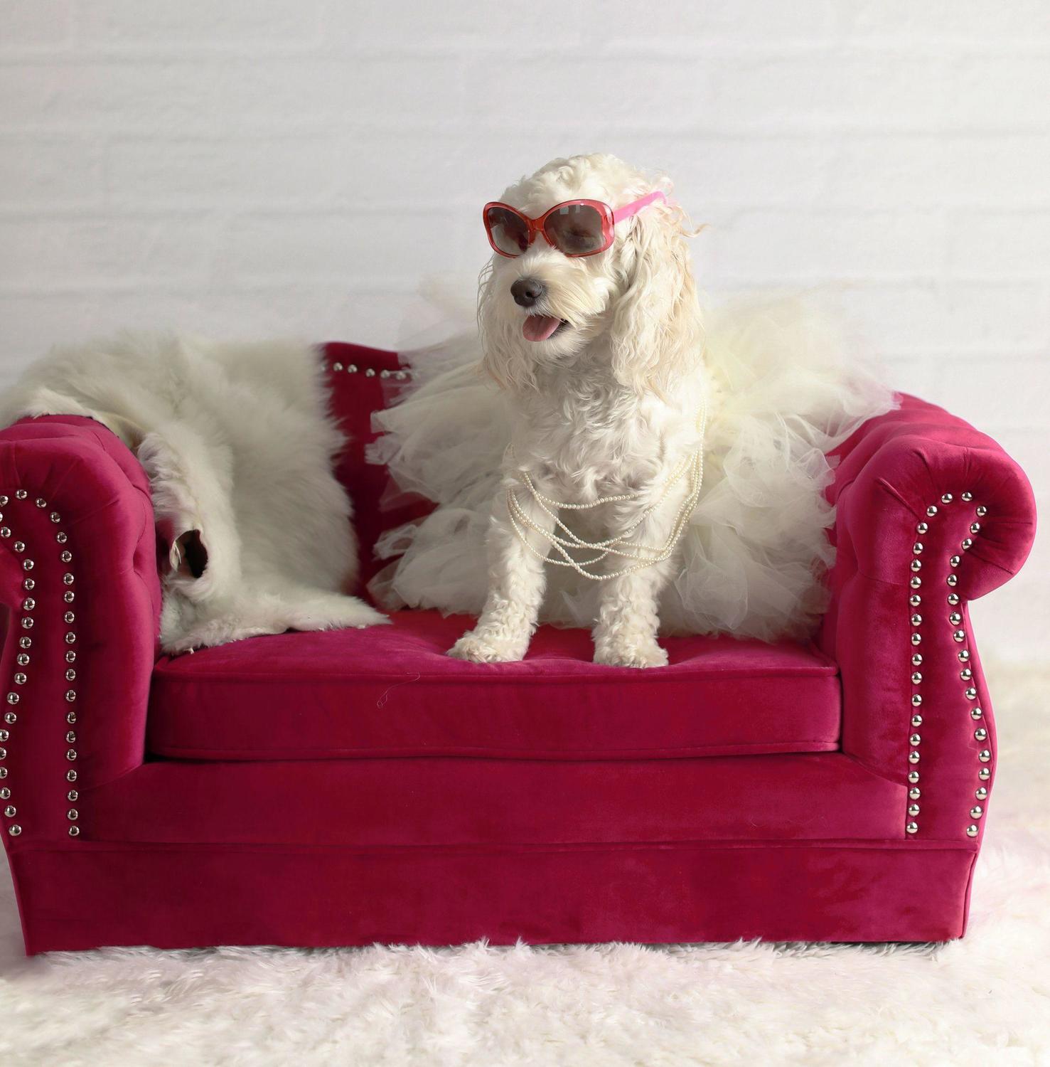 cat dog pet Contemporary Design Furniture Pink