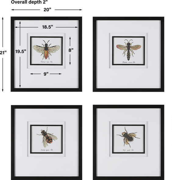 glass wall decor Uttermost Animal Print White Matting, Black Fillet, Black Frame, Antique Bee Scientific Prints, Bugs, Updated Traditional, Under Glass
