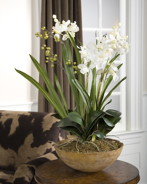 plant topiary ball Uttermost Florals Hand Painted, Natural Brown Dish Garden Of White Moth Orchids Planted In Permanent Soil With Mixed Foliage From The Orchid Family. Constance Lael-Linyard