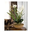 plant topiary ball Uttermost Florals Hand Painted, Natural Brown Dish Garden Of White Moth Orchids Planted In Permanent Soil With Mixed Foliage From The Orchid Family. Constance Lael-Linyard