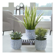 potted decorative trees Uttermost Artificial Flowers / Centerpiece Succulent And Grass Trio Are Accented By Naturally Preserved Moss In Striking Hand Etched Cobalt Blue And White Ceramic Planters. Sizes: Sm-6x7x6, Med-7x8x7, Lg-22x16x22