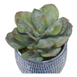 potted decorative trees Uttermost Artificial Flowers / Centerpiece Succulent And Grass Trio Are Accented By Naturally Preserved Moss In Striking Hand Etched Cobalt Blue And White Ceramic Planters. Sizes: Sm-6x7x6, Med-7x8x7, Lg-22x16x22